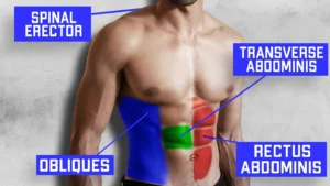 exercise for core muscle anatomy